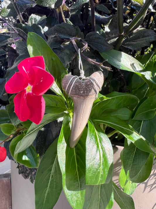 Islander- Fossilized Mako Shark Tooth Necklace