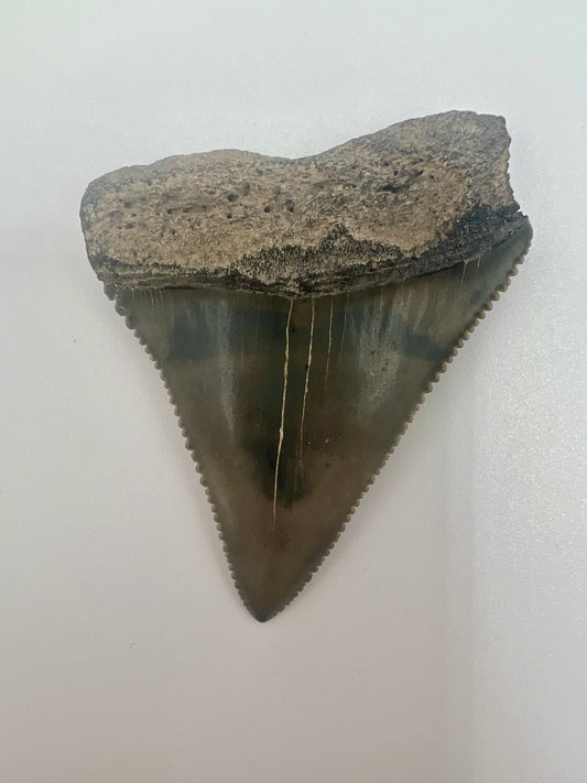 Beautiful 2” Lee Creek Great White Shark tooth