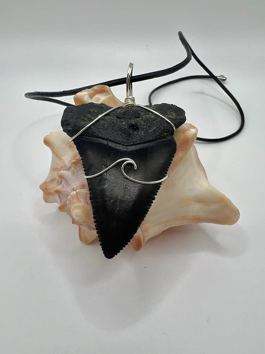 2.1” Huge Fossilized Great White Shark Tooth Necklace