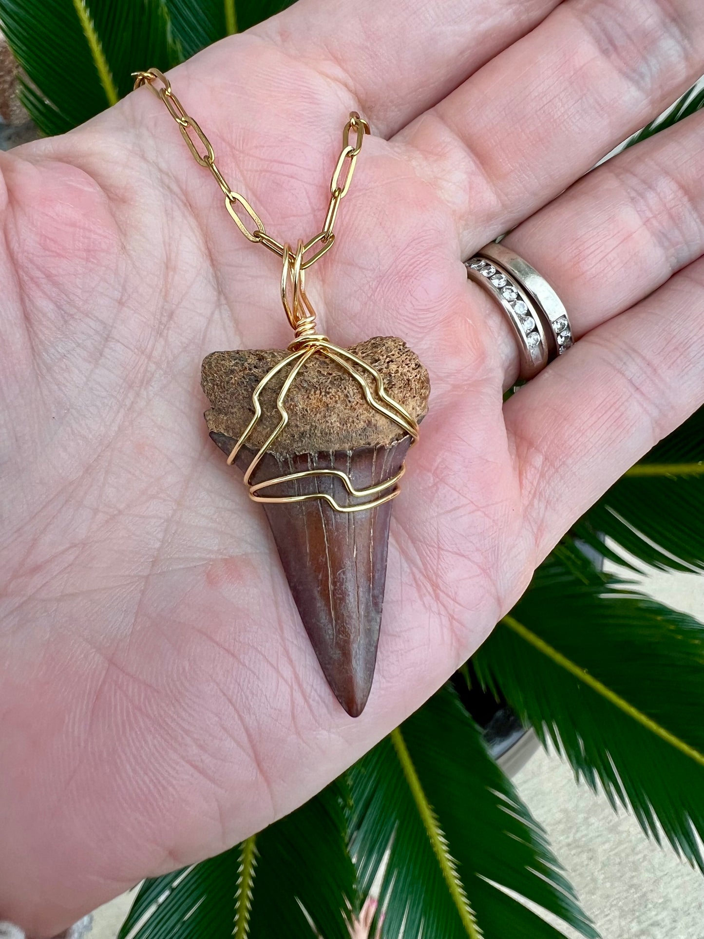 Cabernet Mako 1.67”