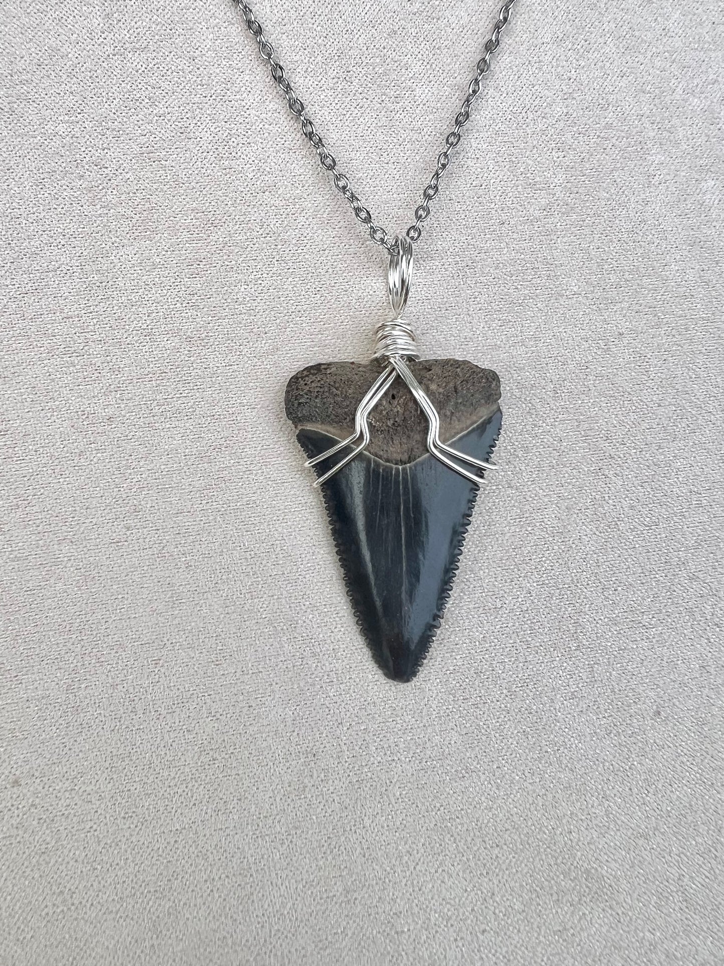 1.4” Great White Shark Tooth Necklace