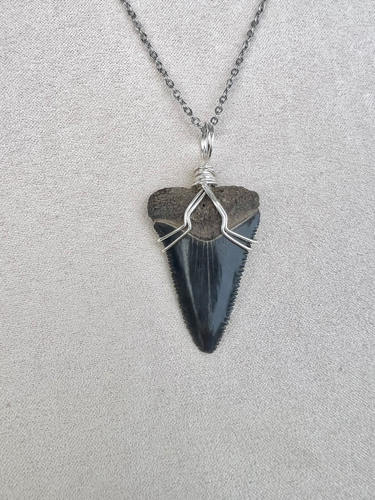 1.4” Great White Shark Tooth Necklace