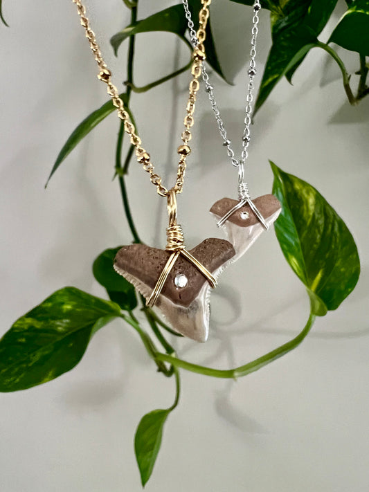 Bull Shark Tooth with Crystal