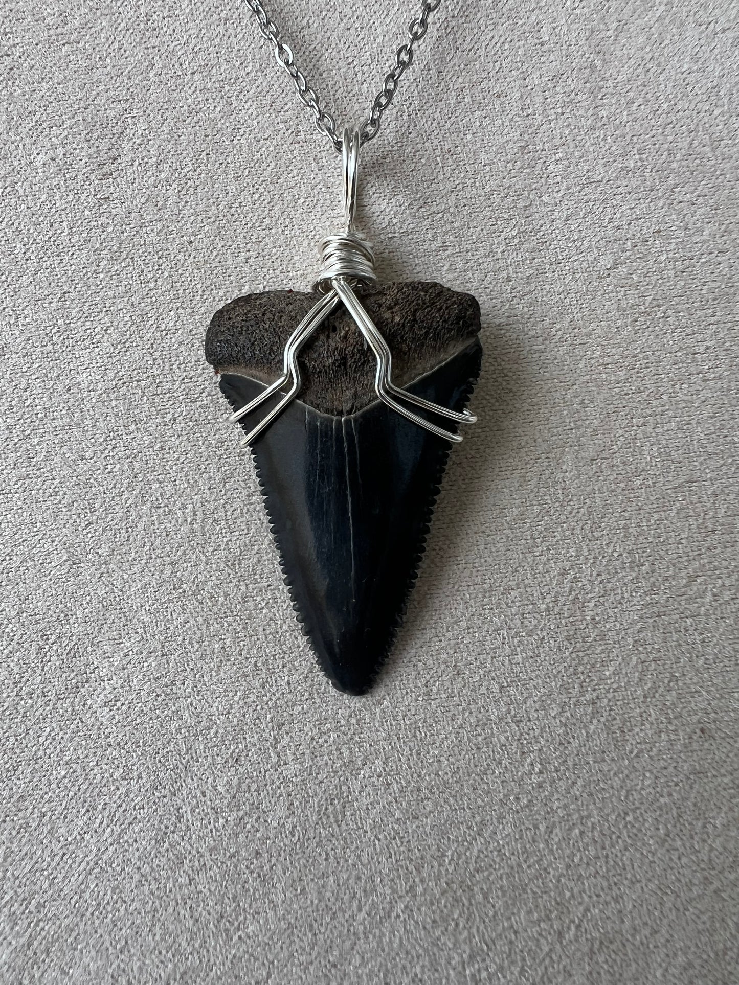 1.4” Great White Shark Tooth Necklace