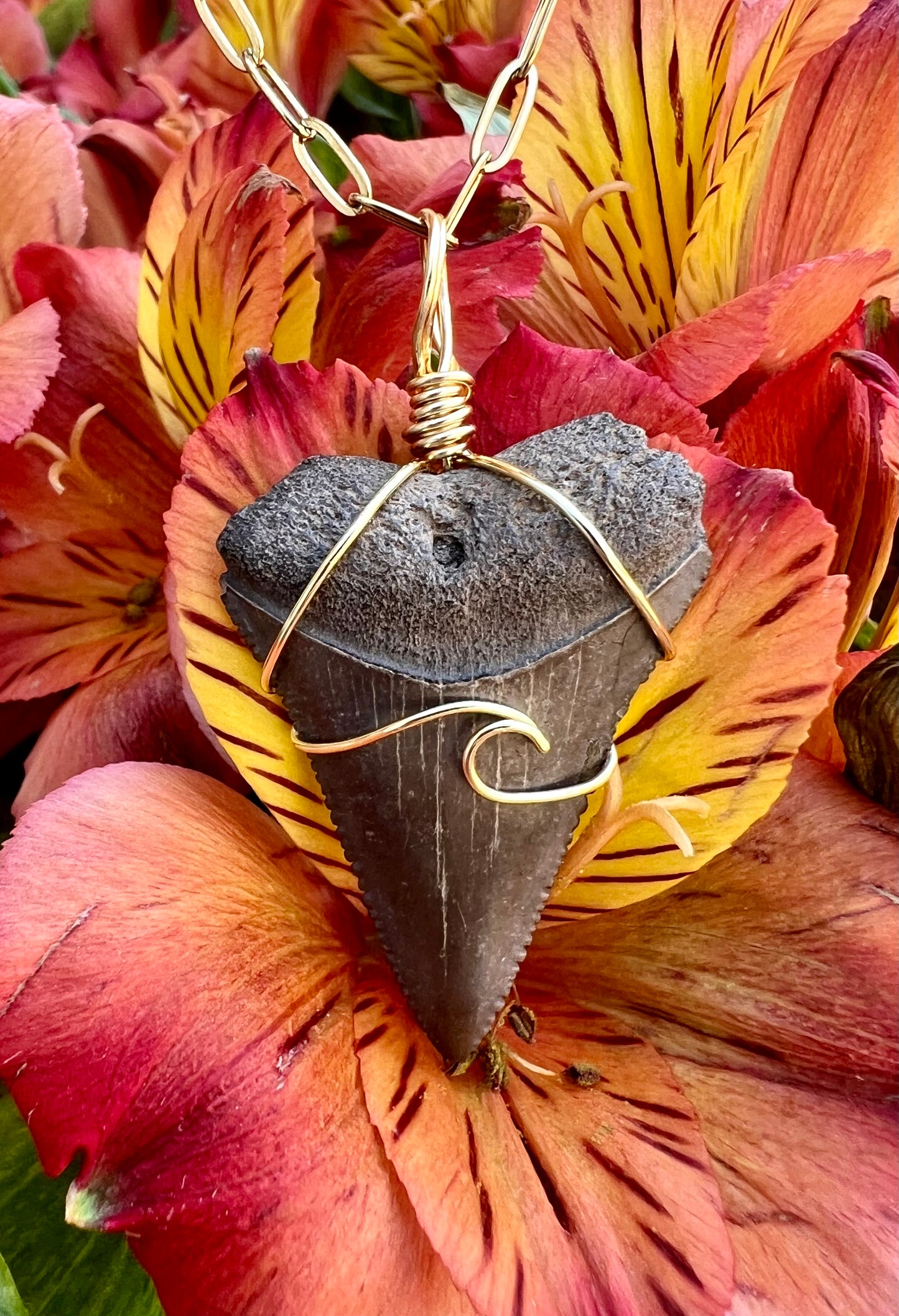 Chocolate Great White Shark Tooth Necklace- Gold