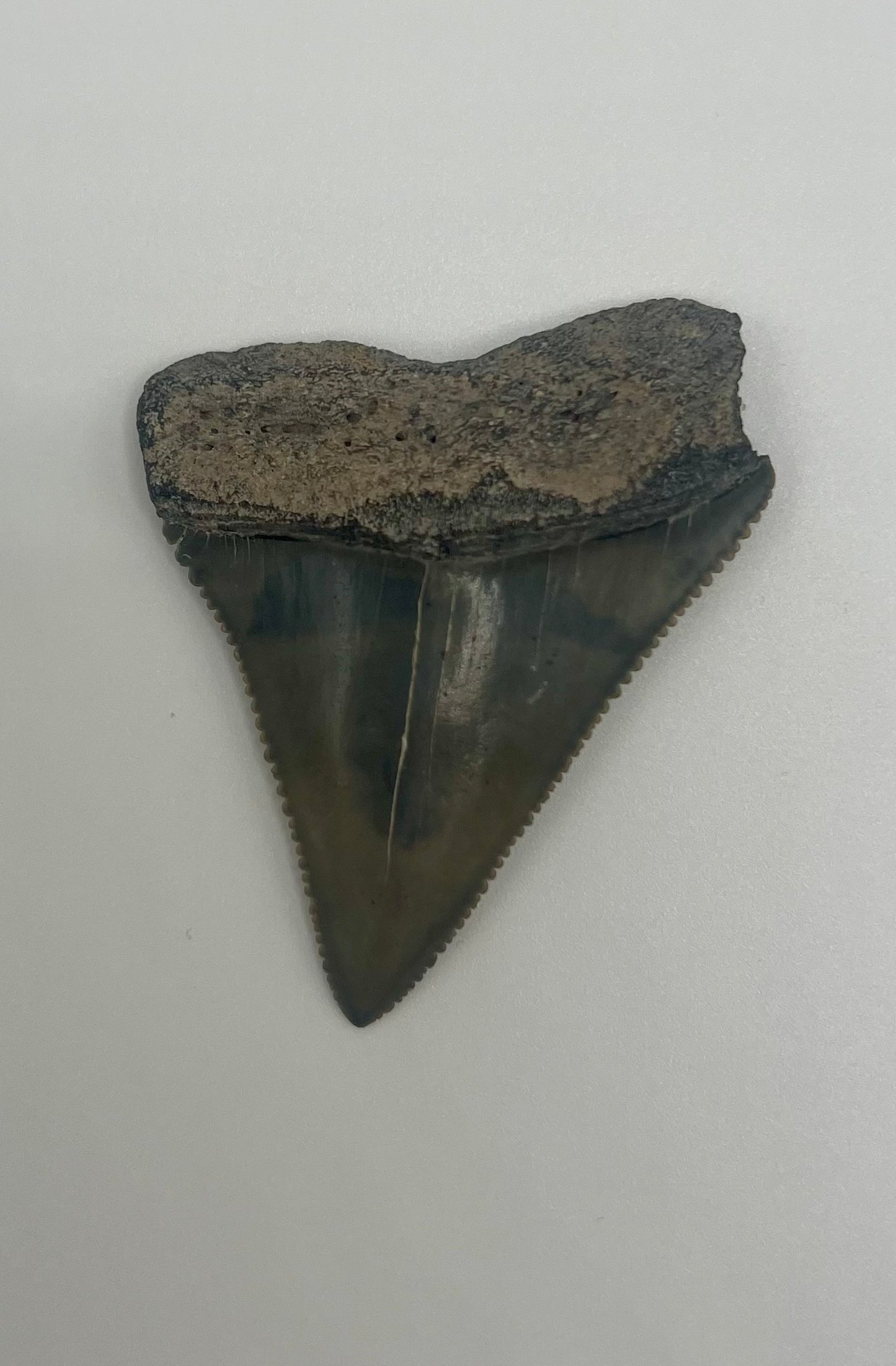 Beautiful 2” Lee Creek Great White Shark tooth
