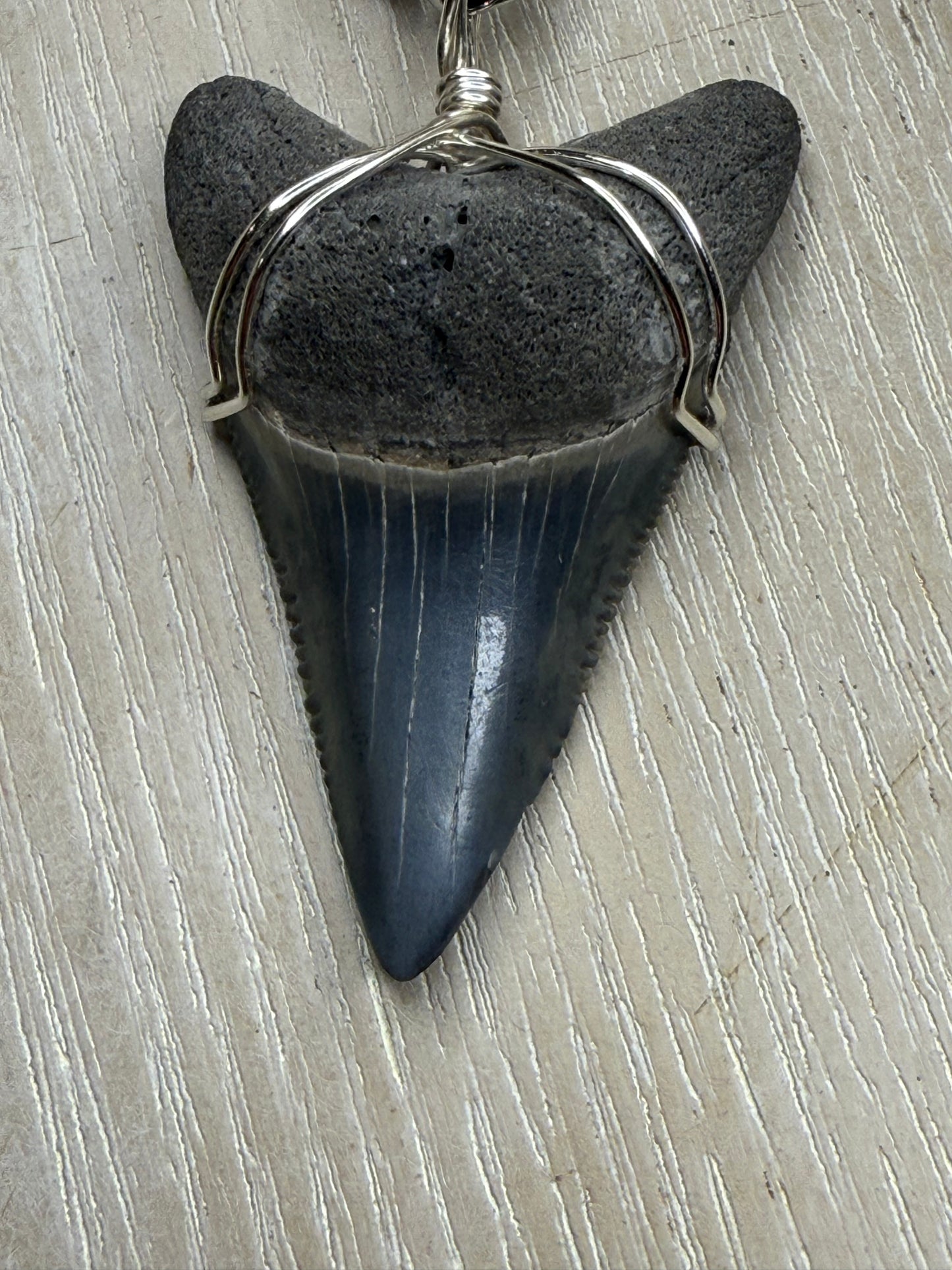 1.7” Rare Lower Great White