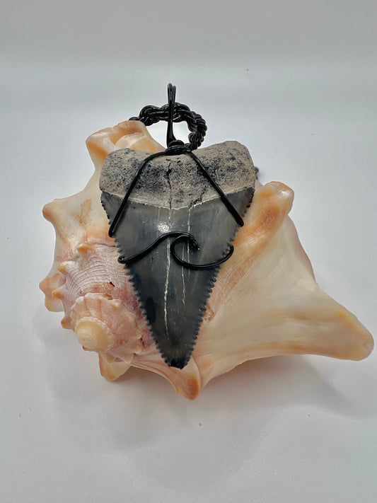 Gray Great White Shark Tooth with black wave design 1.7”
