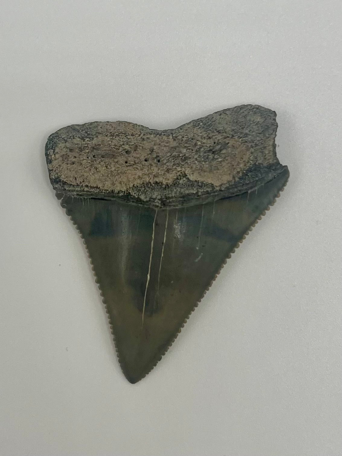 Beautiful 2” Lee Creek Great White Shark tooth