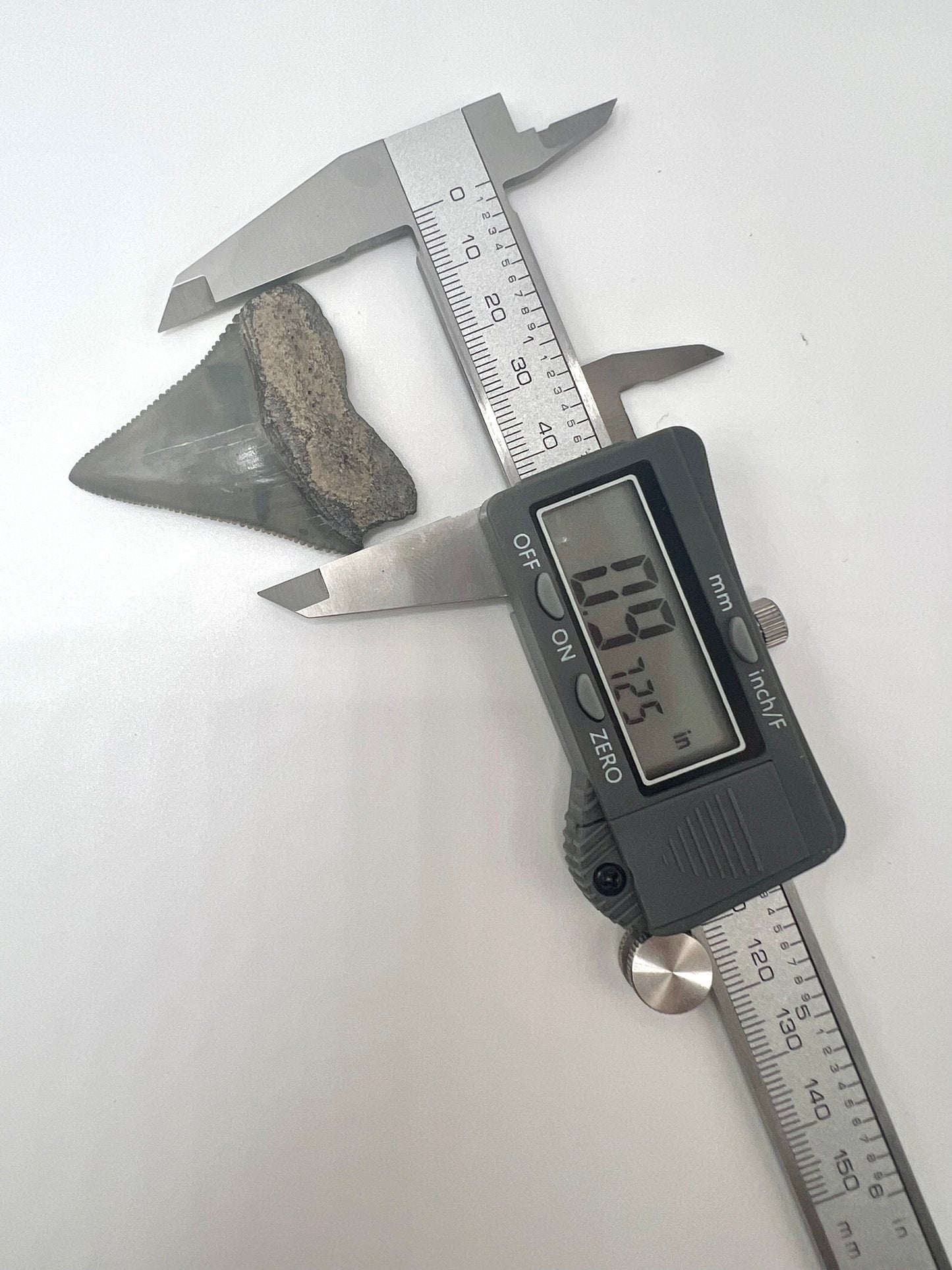 Beautiful 2” Lee Creek Great White Shark tooth