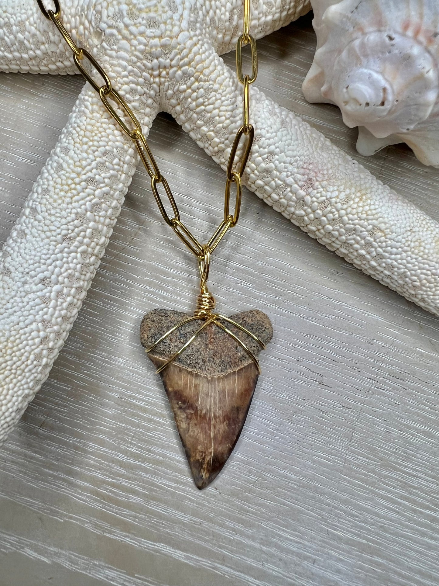 Cocoa Mako - 1.6” stunning mako