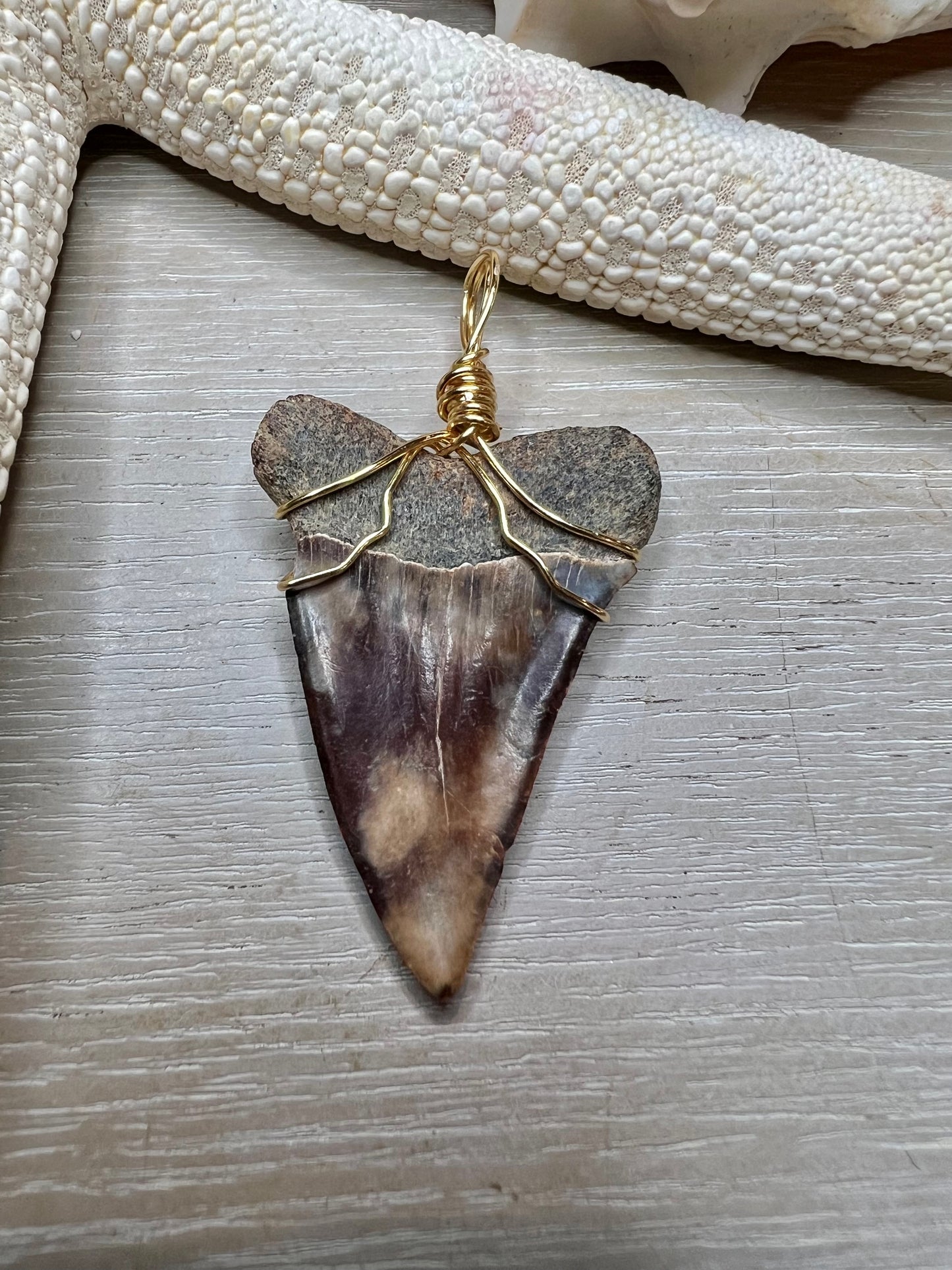 Cocoa Mako - 1.6” stunning mako