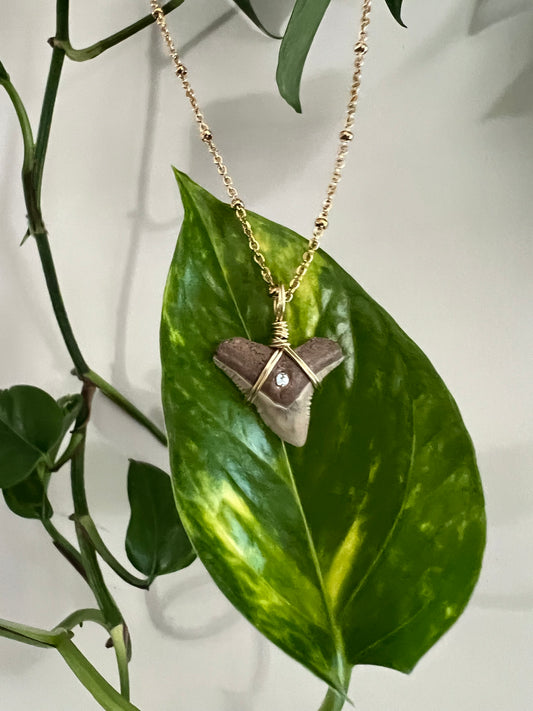 Bull Shark Tooth with Crystal