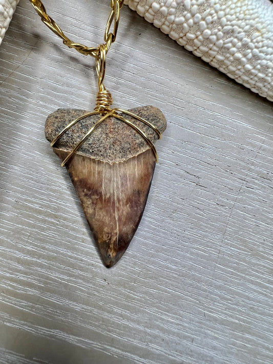 Cocoa Mako - 1.6” stunning mako