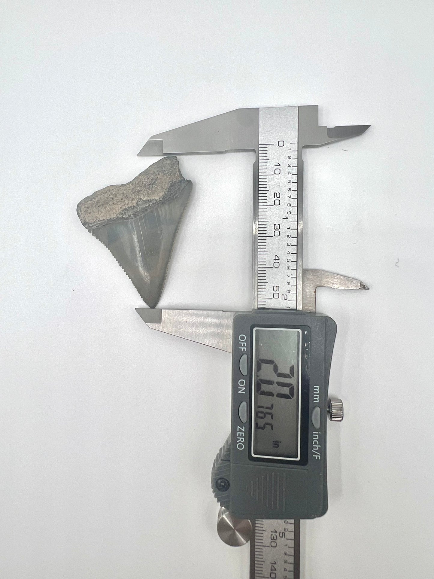 Beautiful 2” Lee Creek Great White Shark tooth