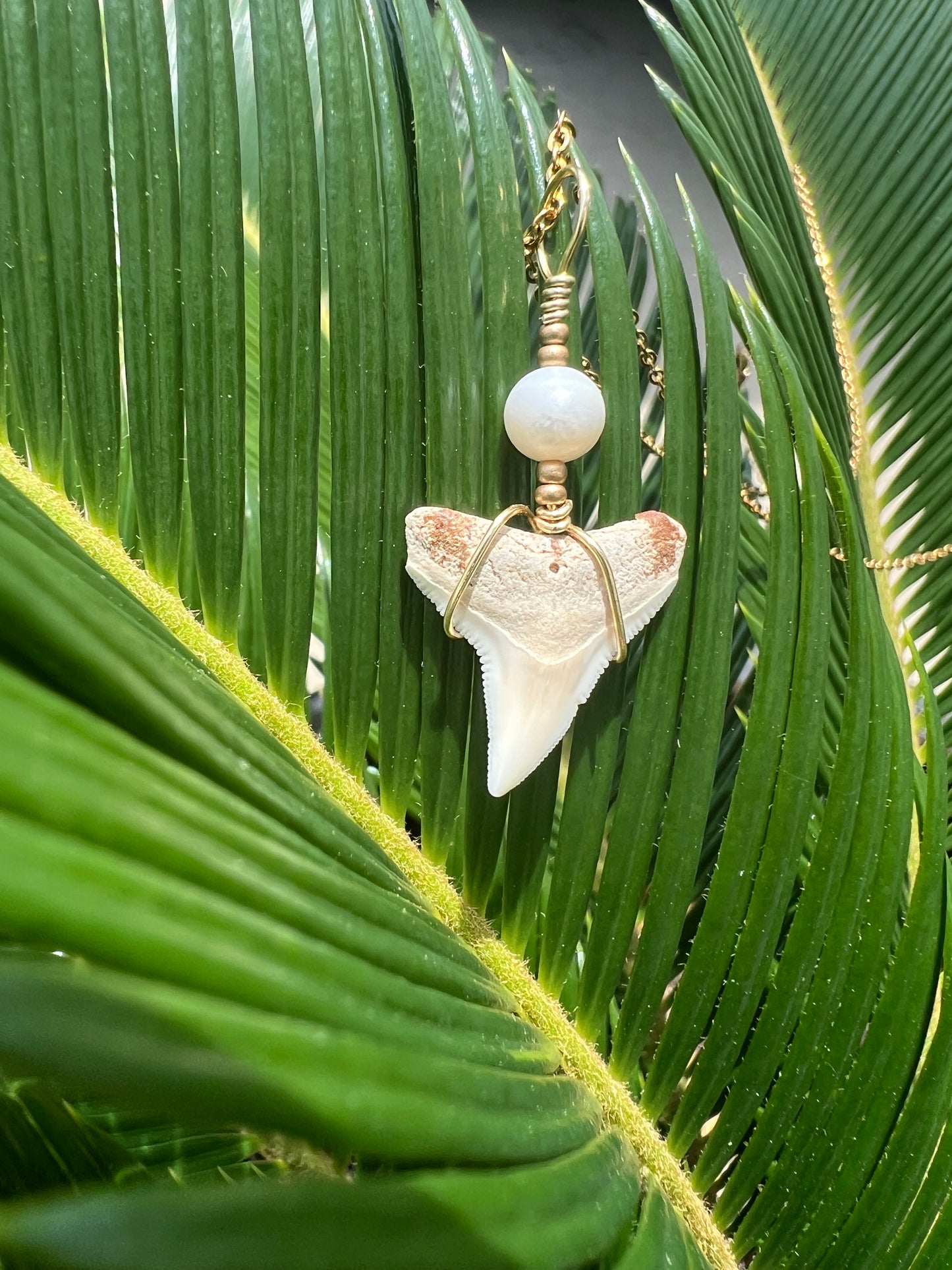 Salty Chic - Bull Shark Tooth + Pearl