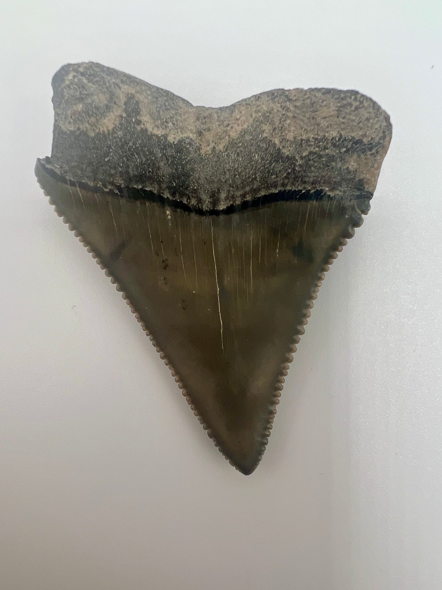 Beautiful 2” Lee Creek Great White Shark tooth