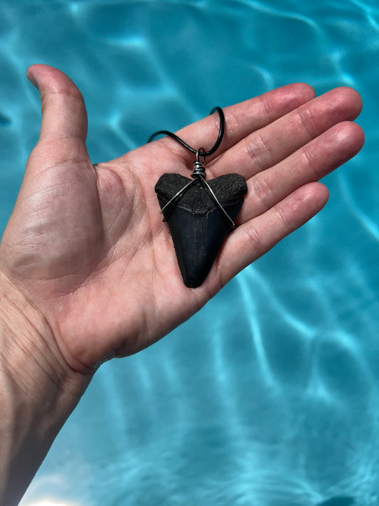 Jaws- XL Great White