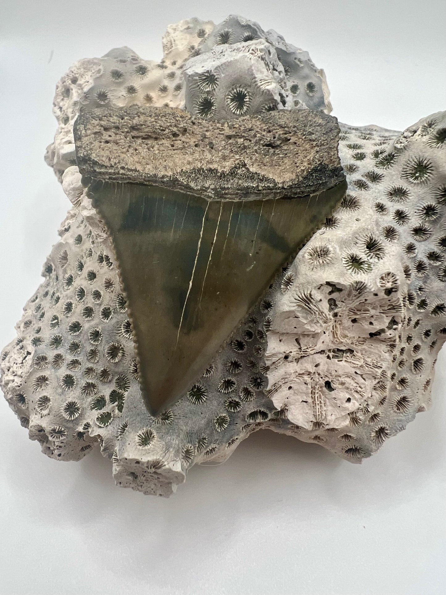 Beautiful 2” Lee Creek Great White Shark tooth