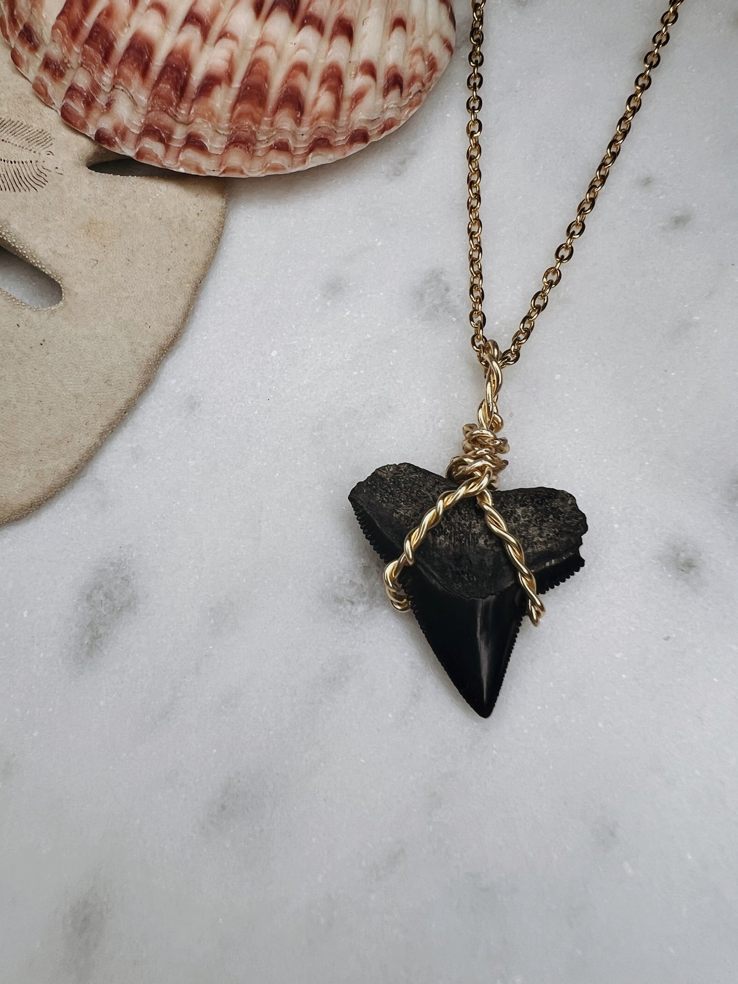 Knotty- Bull Shark Tooth with Unique Wire Wrap