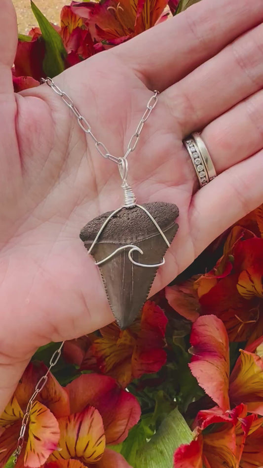 Chocolate Great White Shark Tooth Necklace- Silver