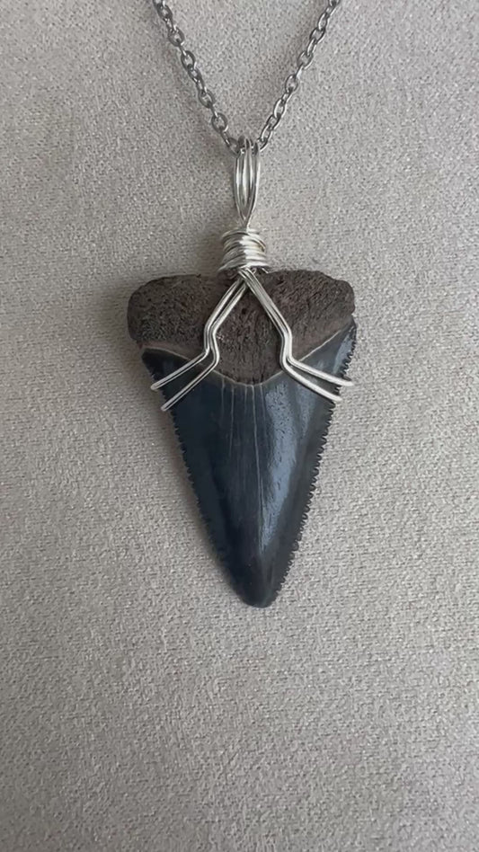 1.4” Great White Shark Tooth Necklace