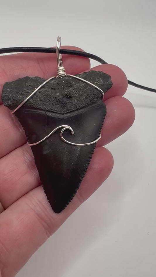 2.1” Huge Fossilized Great White Shark Tooth Necklace