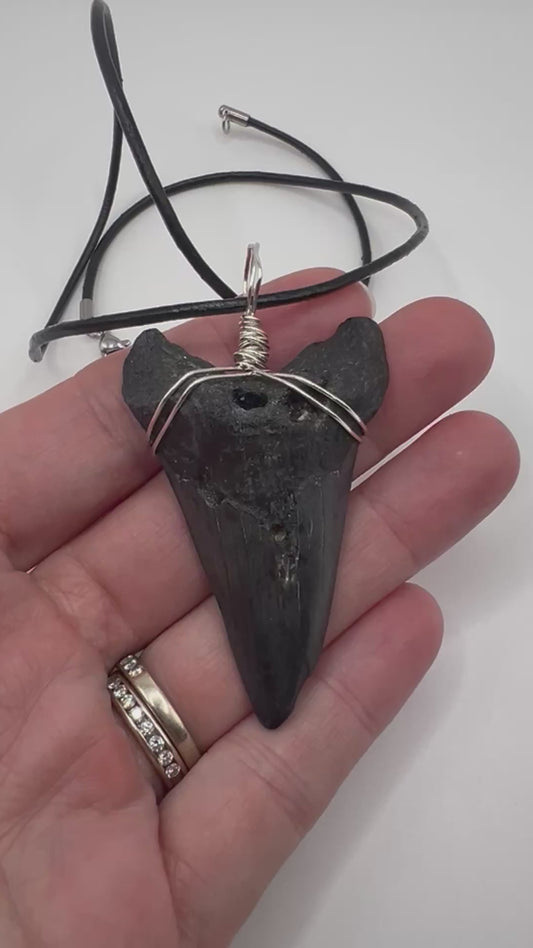 2.29” Angustiden Shark Tooth Necklace- Ancient Ocean Relic
