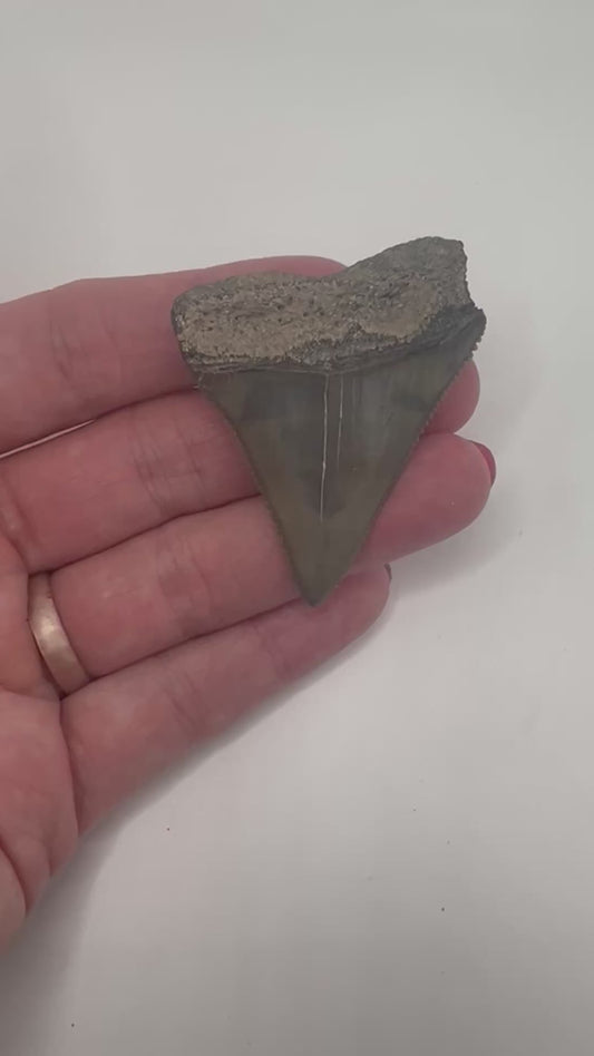 Beautiful 2” Lee Creek Great White Shark tooth