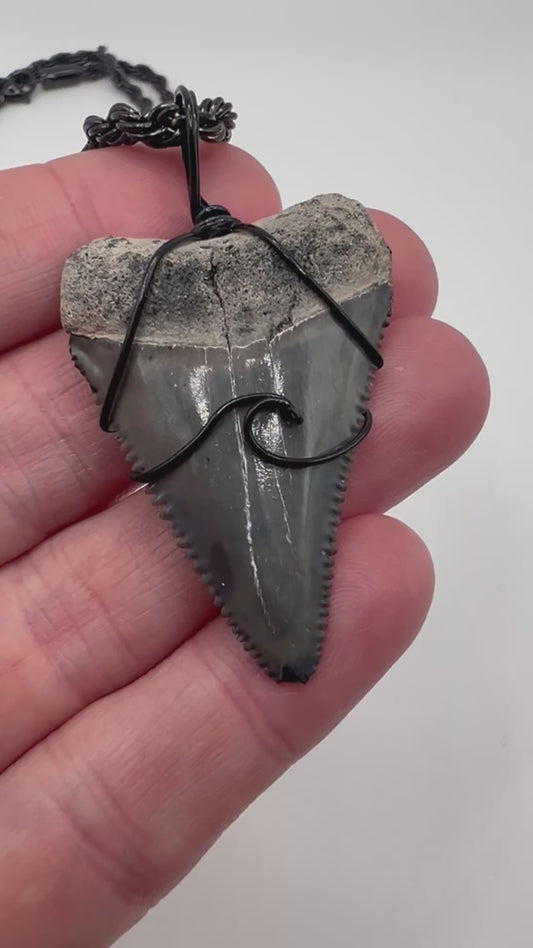 Gray Great White Shark Tooth with black wave design 1.7”