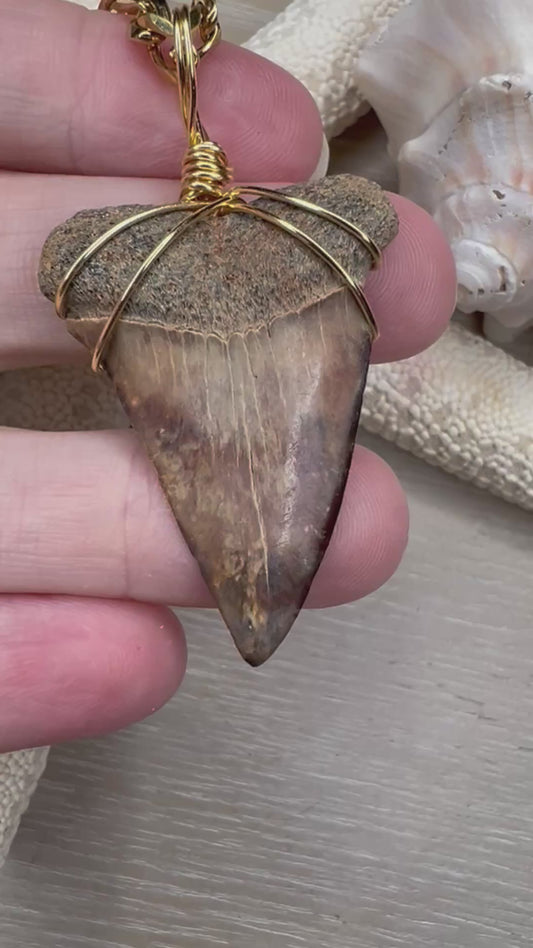 Cocoa Mako - 1.6” stunning mako