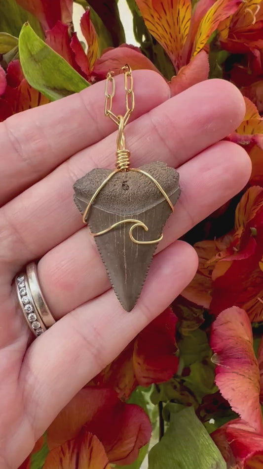 Chocolate Great White Shark Tooth Necklace- Gold